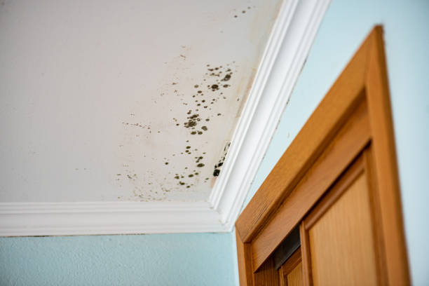 Attic Mold Removal in Frederickson, WA