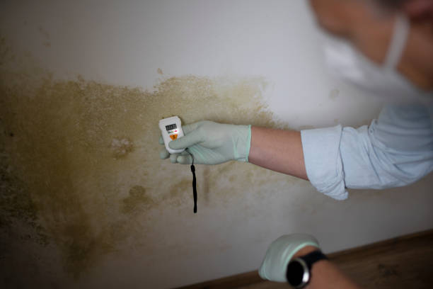 Best Mold Remediation  in Frederickson, WA