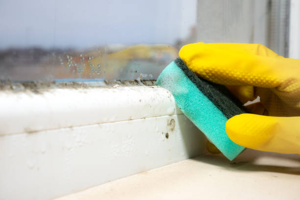 Best Mold Inspection  in Frederickson, WA