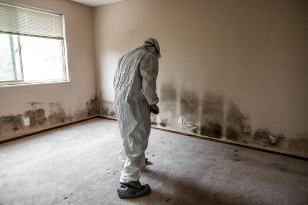 Best Fast Mold Removal  in Frederickson, WA