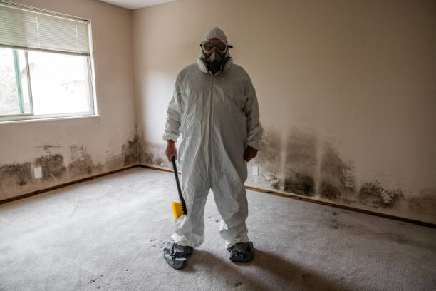 Best Mold Damage Repair  in Frederickson, WA