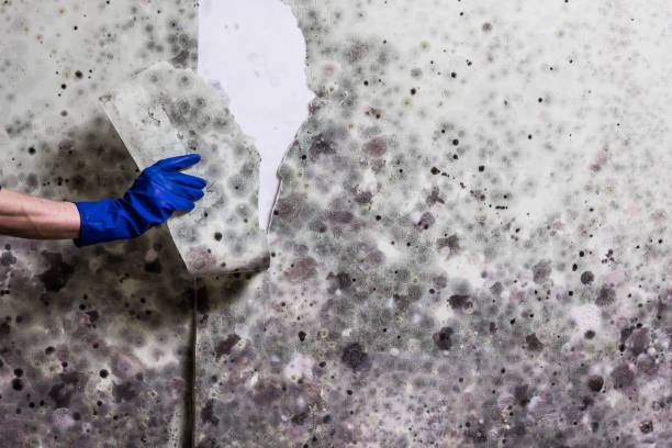 Best Mold Testing  in Frederickson, WA