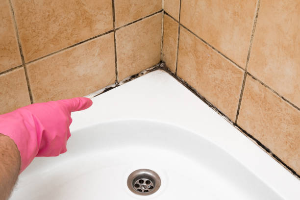Certified Mold Removal in Frederickson, WA